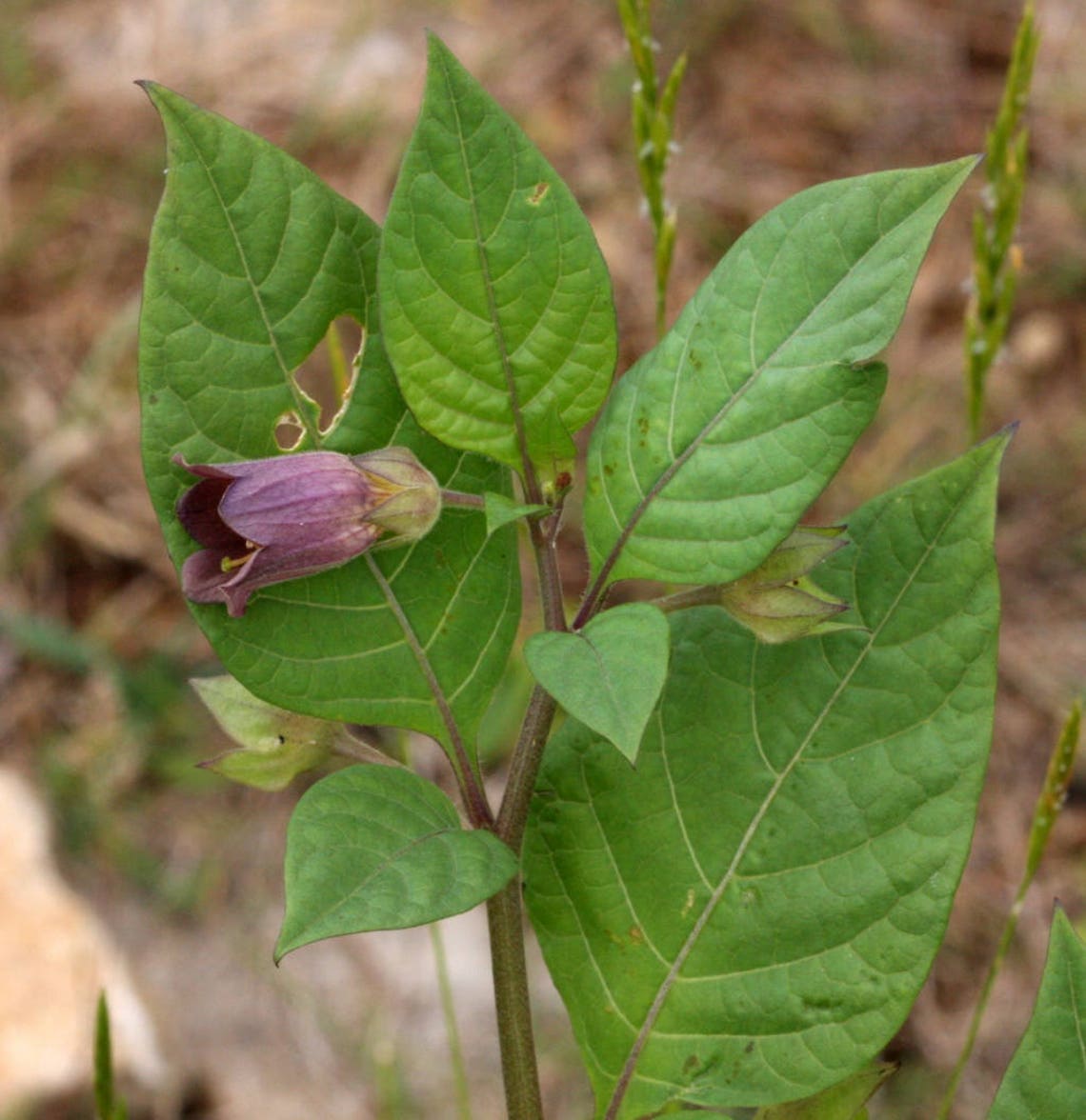 Belladonna Seeds Deadly Nightshade Atropa Belladonna Etsy