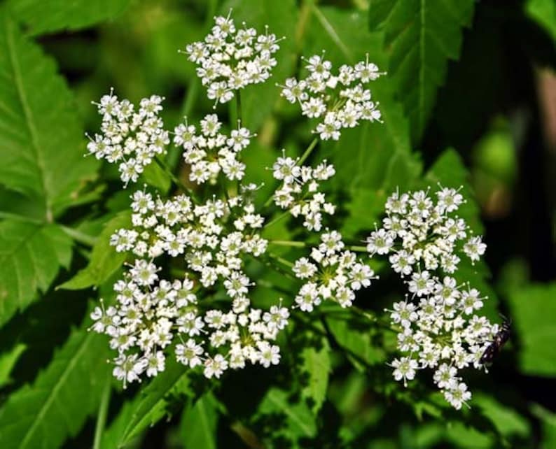 Poison Hemlock Seeds AKA Devil�s Porridge Conium Etsy