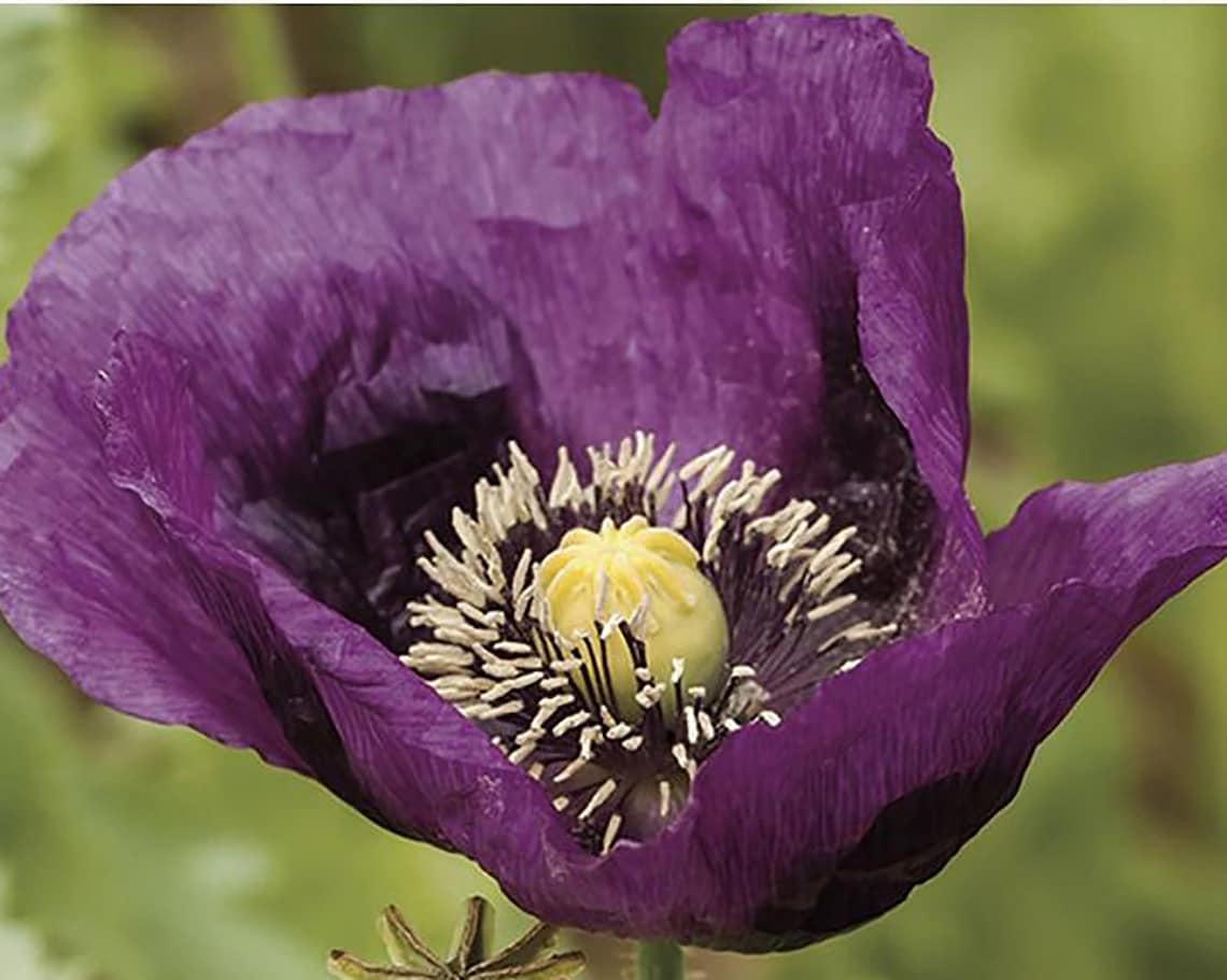 Poppy 'Lauren's Grape' Seeds Papaver somniferum Etsy