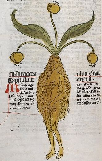 mandrake fruit in bible mandrake fruit in bible