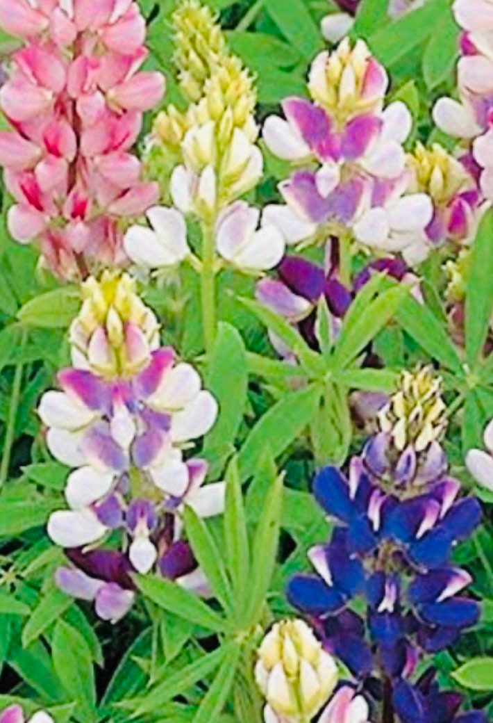 Lupine 'Pixie Delight' Seeds A Miniature Pastel Etsy