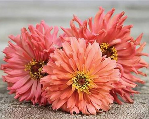 Zinnia Pink Senorita Seeds Zinnia Elegans Seed Etsy Zinnia Pink Senorita Seeds Zinnia Elegans Seed Etsy
