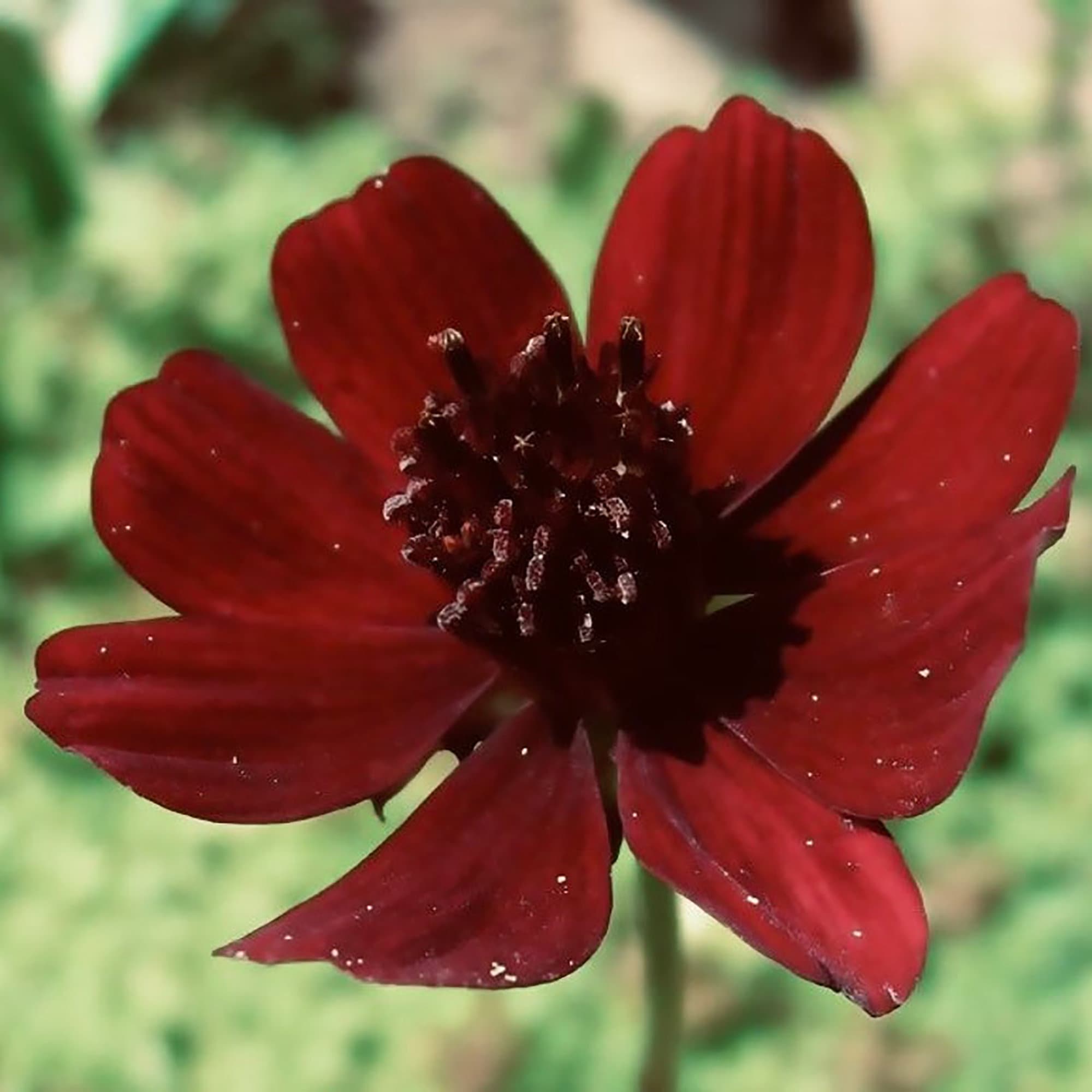 Cosmos atrosanguineus