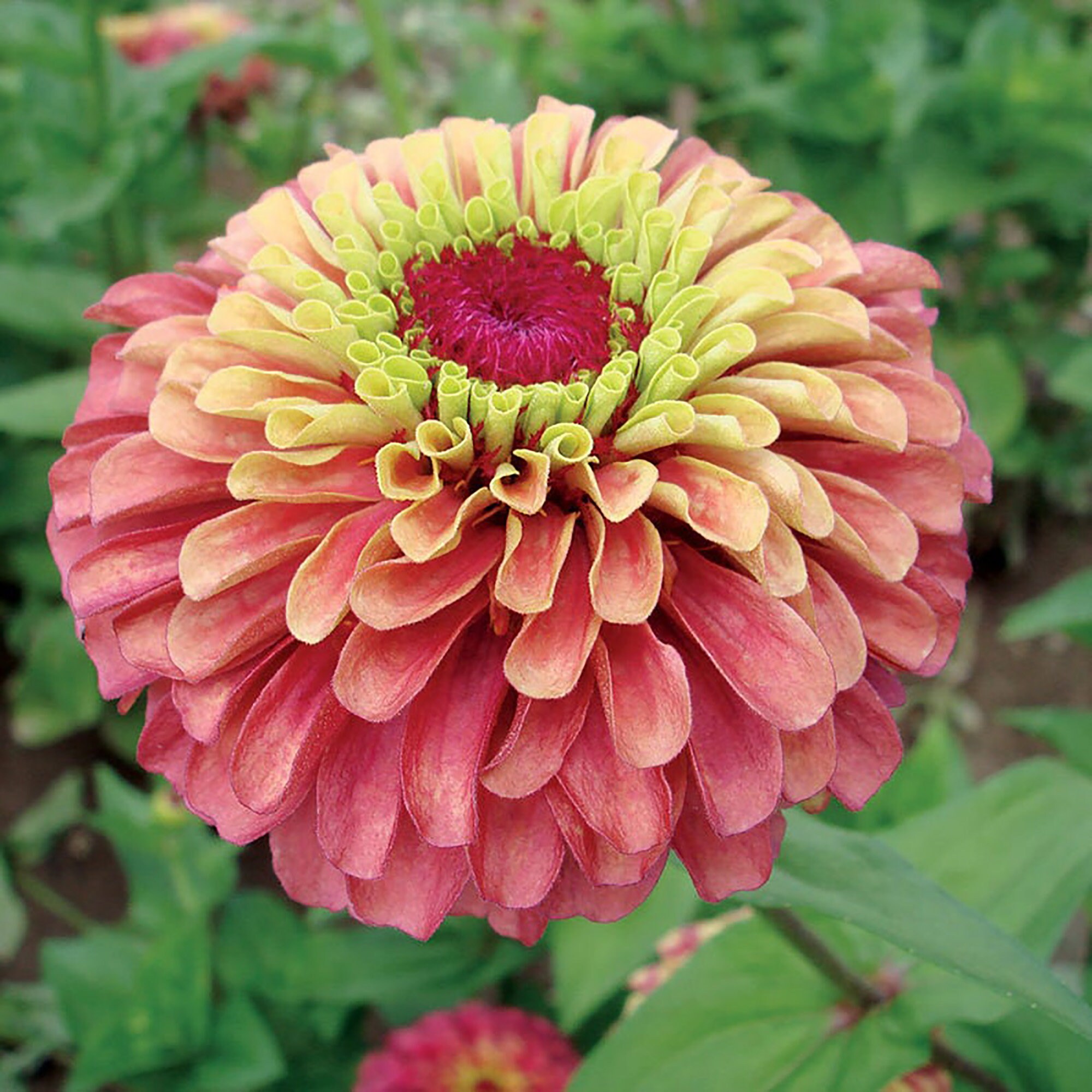 Zinnia 'Queen Red Lime' Seeds Zinnia Elegans Seed Etsy