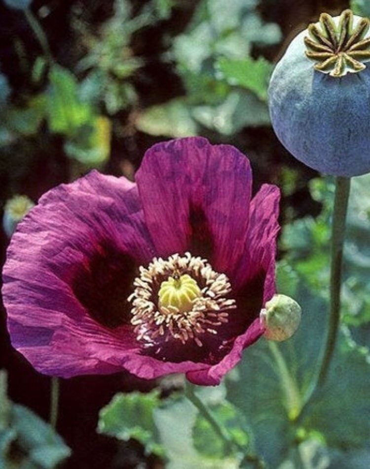 Picturesque Poppies Galore Rare Variety Seed Collection
