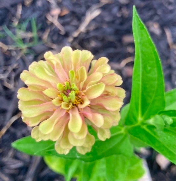 Zinnia 'Queen Lime With Blush' Seeds - Zinnia Elegans - Seed …