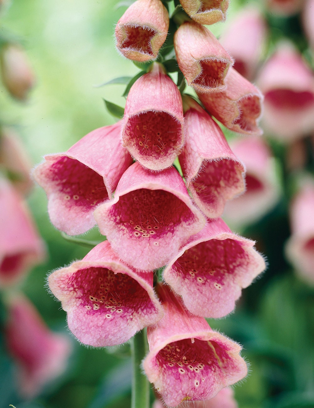 Foxglove 'Summer King' Seeds Digitalis X Mertonensis Etsy