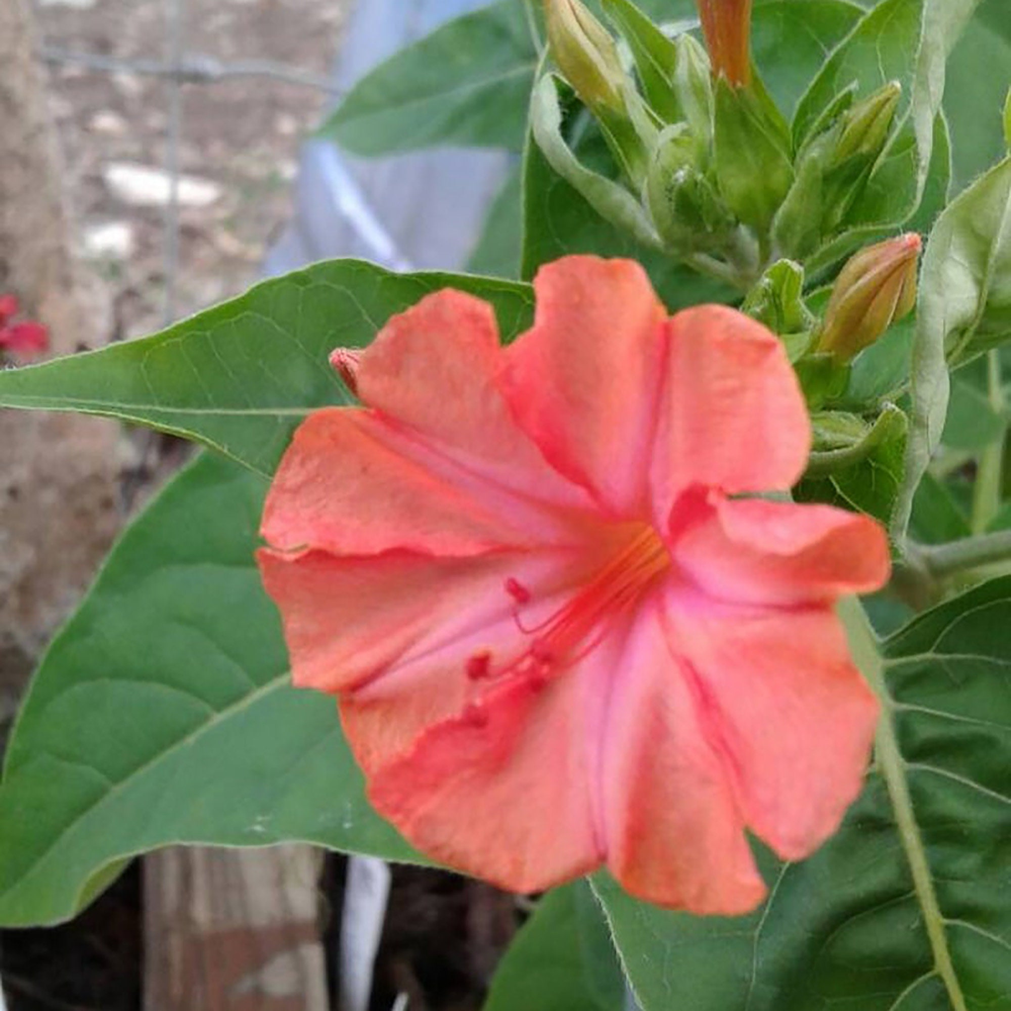 Four O Clock Salmon Sunset Seeds 4 O Clock Etsy Four O Clock Salmon Sunset Seeds 4 O Clock Etsy