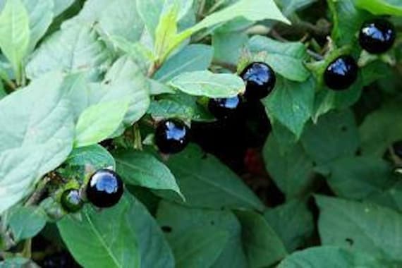 Deadly Nightshade 50 Atropa Belladonna Seeds