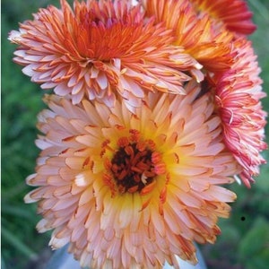 Scotch Marigold-English Marigold// F 50 Pcs Calendula Officinalis Flower Seeds