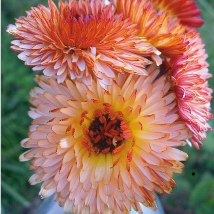 Calendula 'Zeolights' Seeds - Calendula Officianalis AKA English Pot