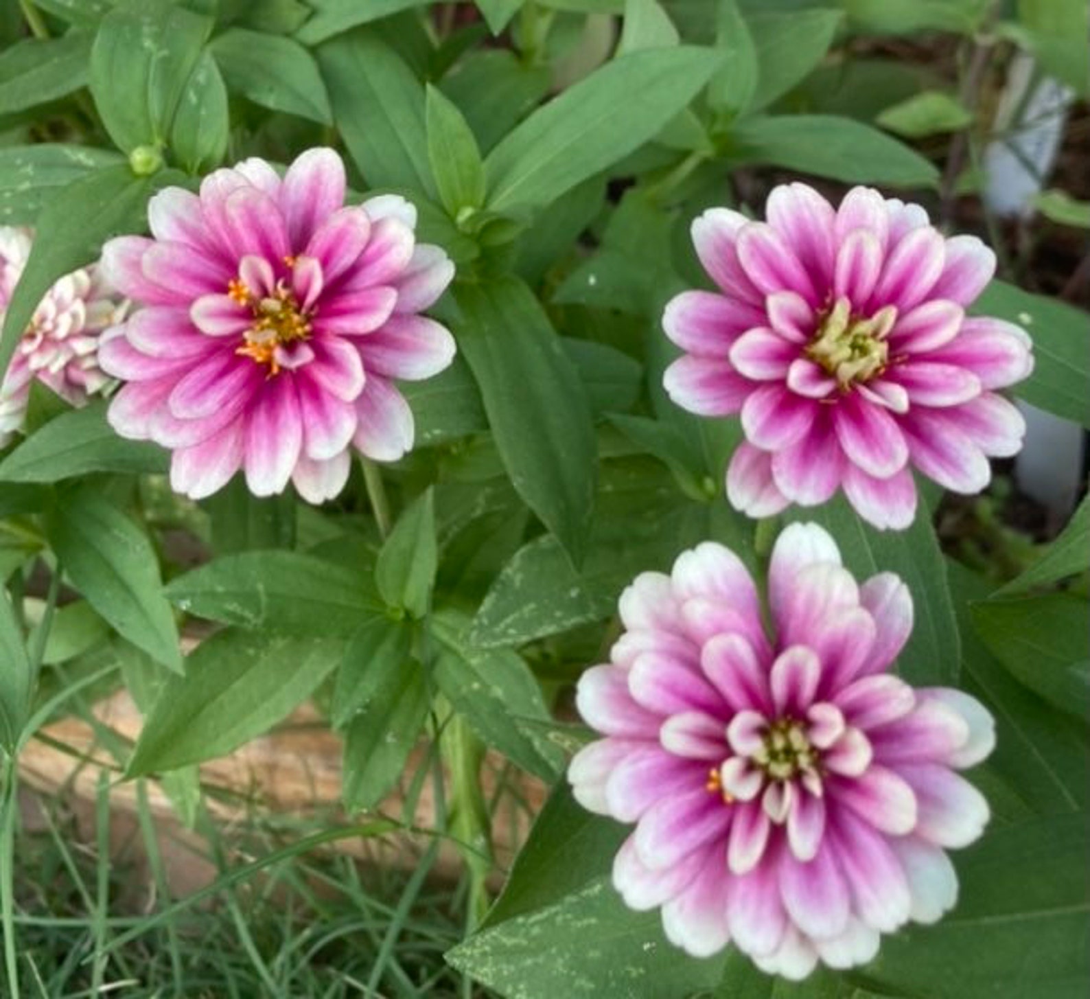 Zinnia ‘Double Zahara’ ™ Raspberry Ripple’ Seeds | Etsy
