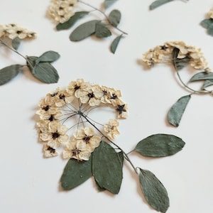 6 peças Spiraea trilobata Flores Brancas Prensadas Minúsculas, Flores de Resina, Artesanato em Cartão, Artesanato em Vela