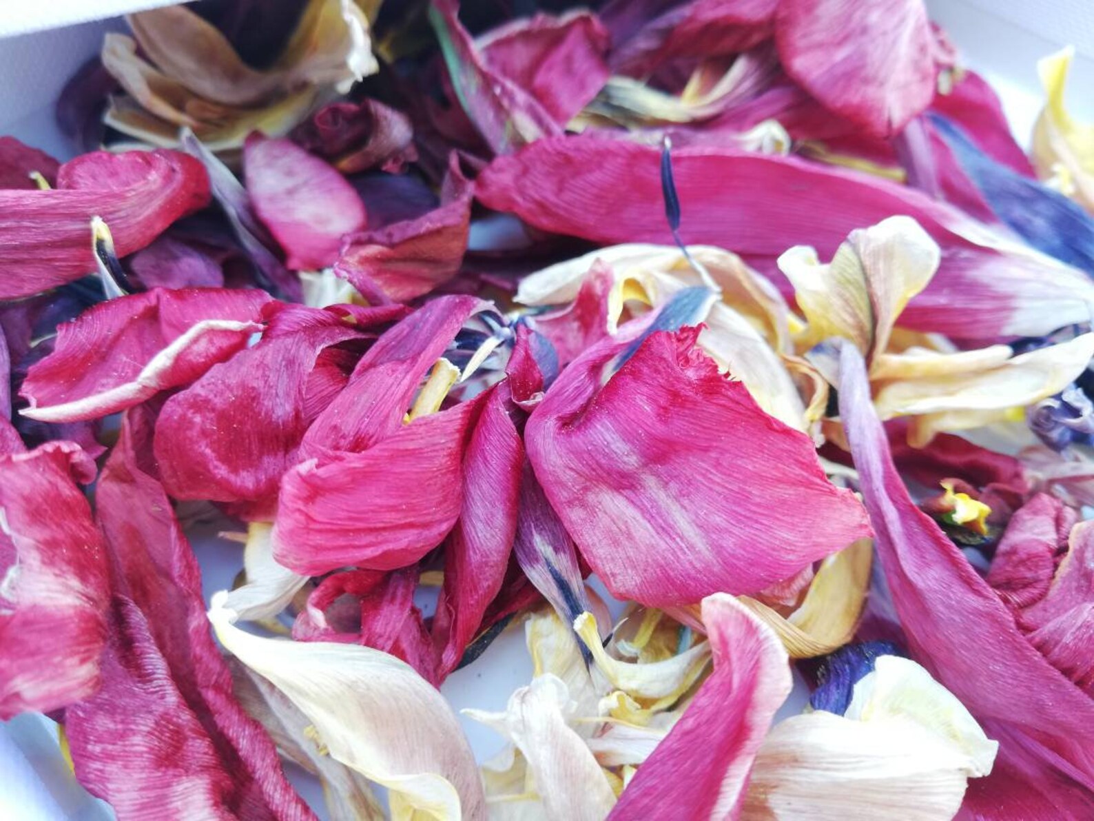 Dried Tulip Petals / Dried Tulip Flowers / Resin Jewelry Craft Etsy