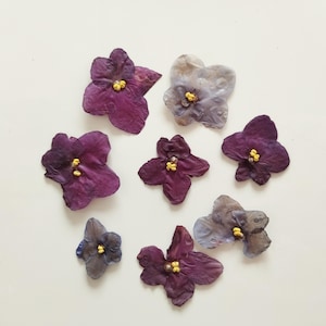 10 pezzi di violette africane pressate, 10 pezzi di fiori pressati di Saintpaulia blu, progetti fai da te, fiori in resina