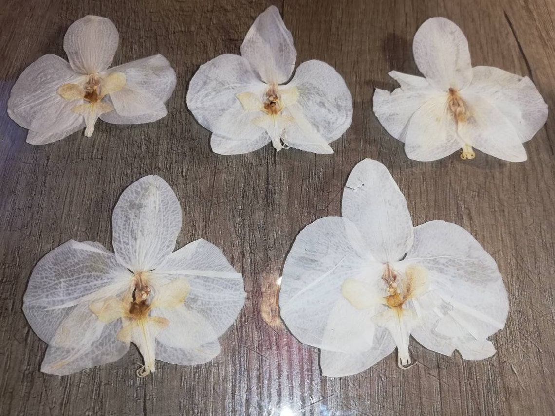 5pcs 4 inches white dried Orchid flower blossom / Etsy