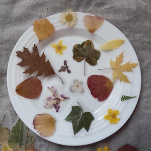 Può includere: Un piatto bianco con una varietà di foglie e fiori secchi. Le foglie sono in tonalità di marrone, giallo e verde, e i fiori sono bianchi e gialli. La disposizione ha un tema botanico naturale.
