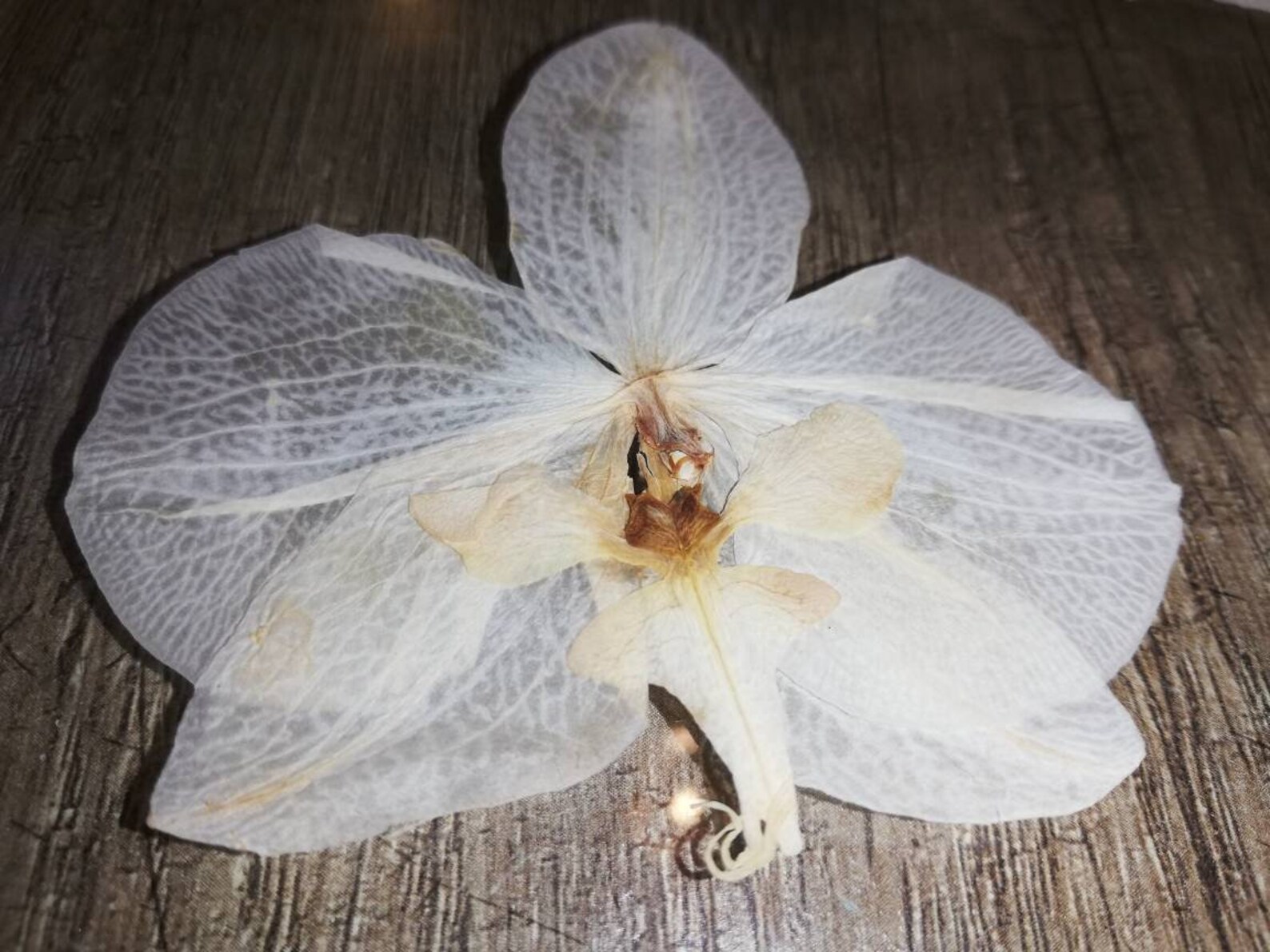 5pcs 4 inches white dried Orchid flower blossom / Etsy