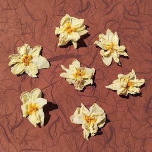 6 Stück kleine Narzisse Blumen, 2,5 cm Narzisse Blumen