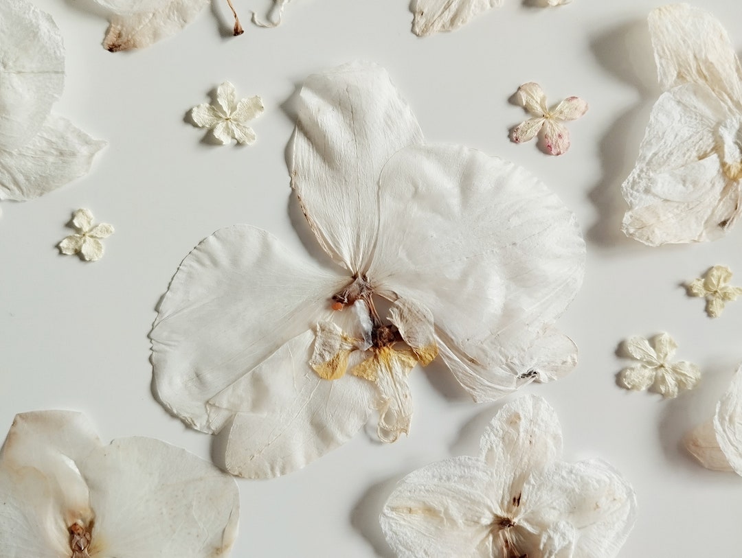 Dried White Orchids White Dry Orchid Flowers Flowers for Etsy