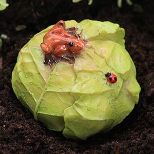 Könnte beinhalten: Ein grüner Kohlkopf mit einem roten Frosch oben drauf und einem roten Marienkäfer an der Seite.