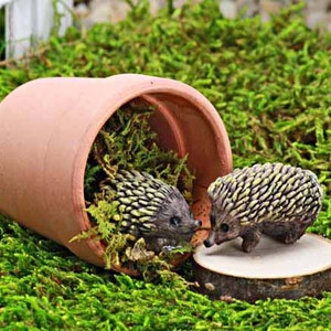 May include: A terracotta plant pot, filled with green moss, lies on its side, with a miniature hedgehog figurine inside. Another hedgehog figurine stands on a small wooden disc. The scene is set on green moss, creating a whimsical garden theme.