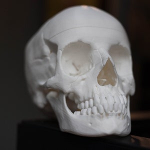 3D printed lifesize human skull halloween decor