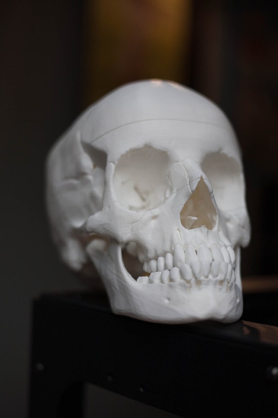 3D Printed Lifesize Human Skull Halloween Decor - Etsy Denmark