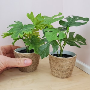 May include: Two potted plants with green leaves in brown woven pots. The plants are on a wooden surface.