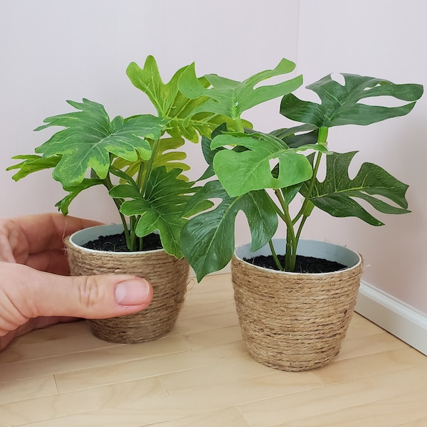 Miniature Plants in Jute basket - Large | Mini Monstera or Philodendron | For Roomboxes and Dollhouses