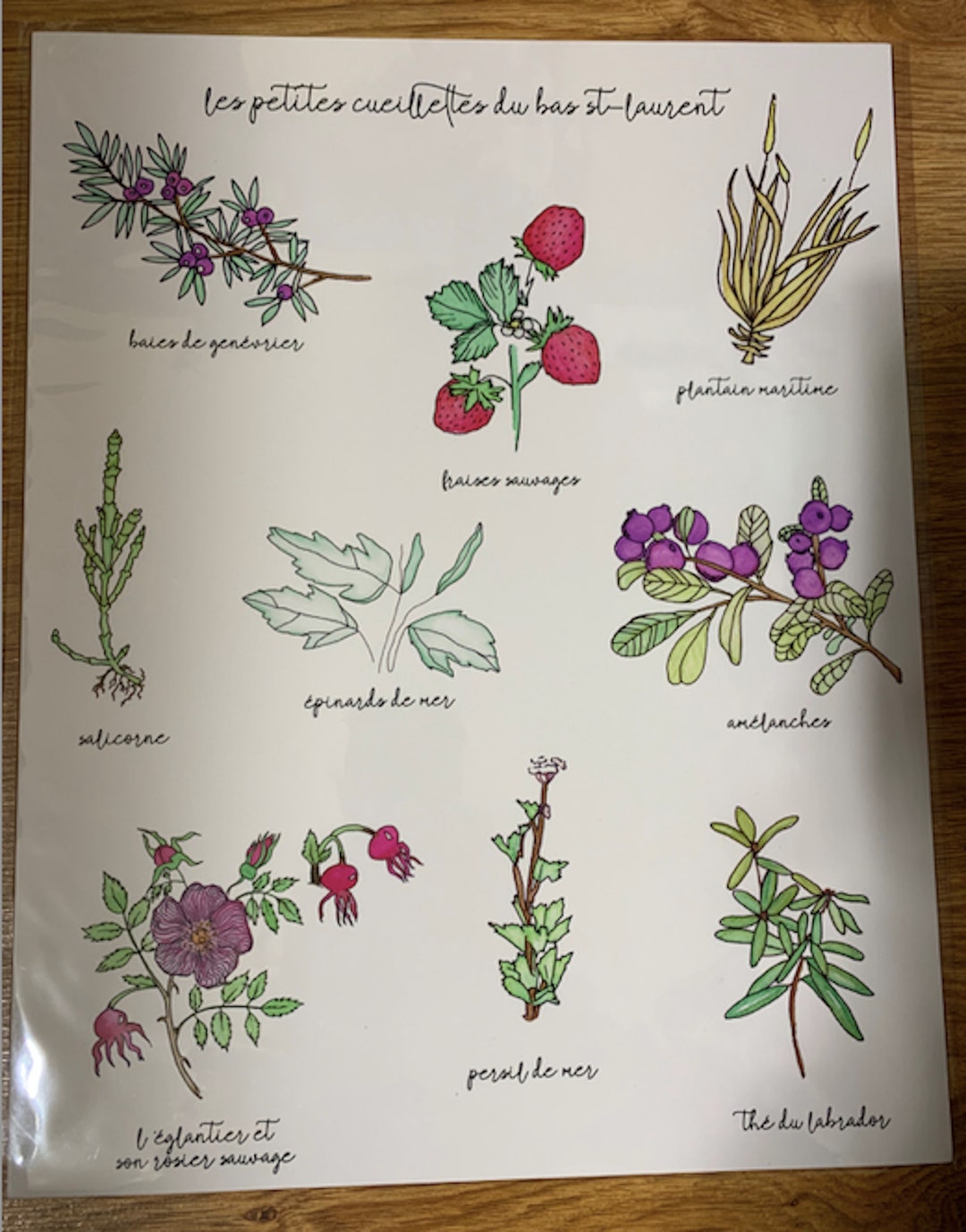 Hand Painted EDIBLE PLANTS POSTER Berries Backyard Plants in Quebec