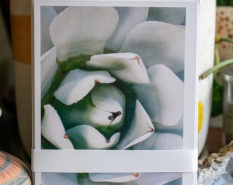 Desert Greeting Card sets - 35 mm Film Photo Cards - Nature Greeting Cards - Photo Greeting Cards - Blank Greeting Cards - Desert Plant Card