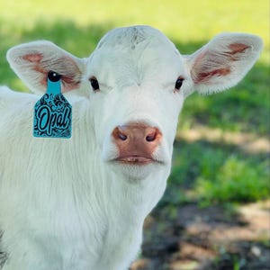 May include: A white calf with a light pink nose and dark eyes. A bright blue ear tag is attached to the right ear, featuring a black floral pattern and the word Opal written in a stylized black script font across the center of the tag.