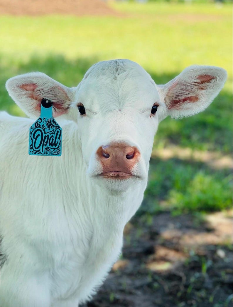 May include: A white calf with a light pink nose and dark eyes. A bright blue ear tag is attached to the right ear, featuring a black floral pattern and the word Opal written in a stylized black script font across the center of the tag.