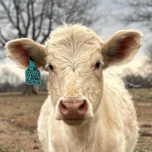 May include: A cream-colored calf with a textured coat and large ears. A bright turquoise ear tag is attached to the right ear, featuring the word Opal in a decorative script font. The calf has a pinkish nose and light-colored eyelashes.