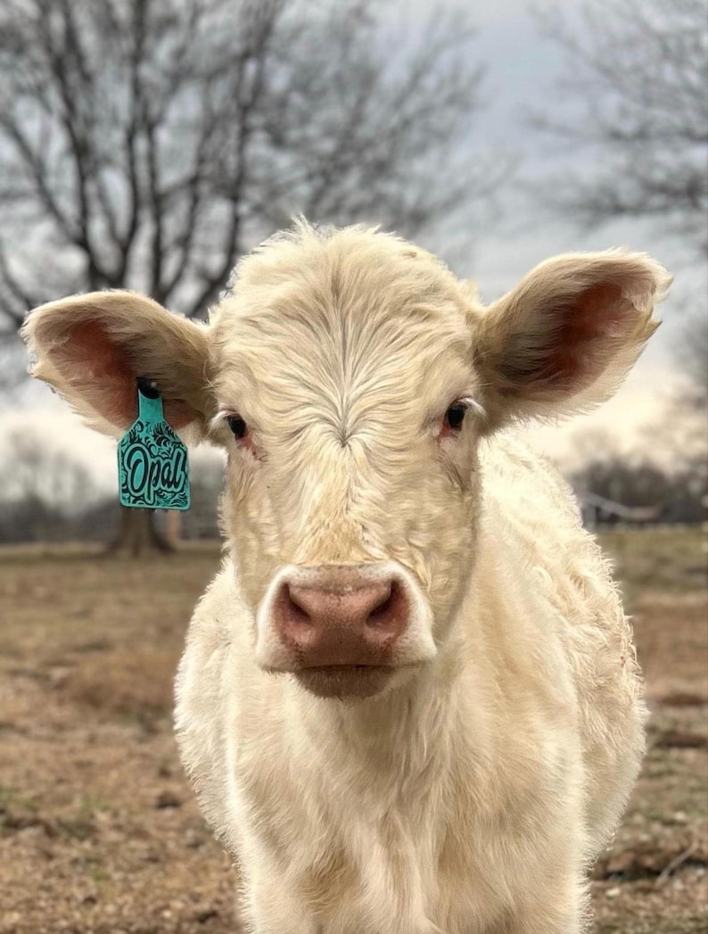 May include: A cream-colored calf with a textured coat and large ears. A bright turquoise ear tag is attached to the right ear, featuring the word Opal in a decorative script font. The calf has a pinkish nose and light-colored eyelashes.