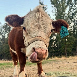 May include: A brown and white calf with a tan halter and a turquoise ear tag featuring the name Charlie in black script. The calf has a textured coat, dark eyes, and is sticking its tongue out toward the camera while standing in a field.