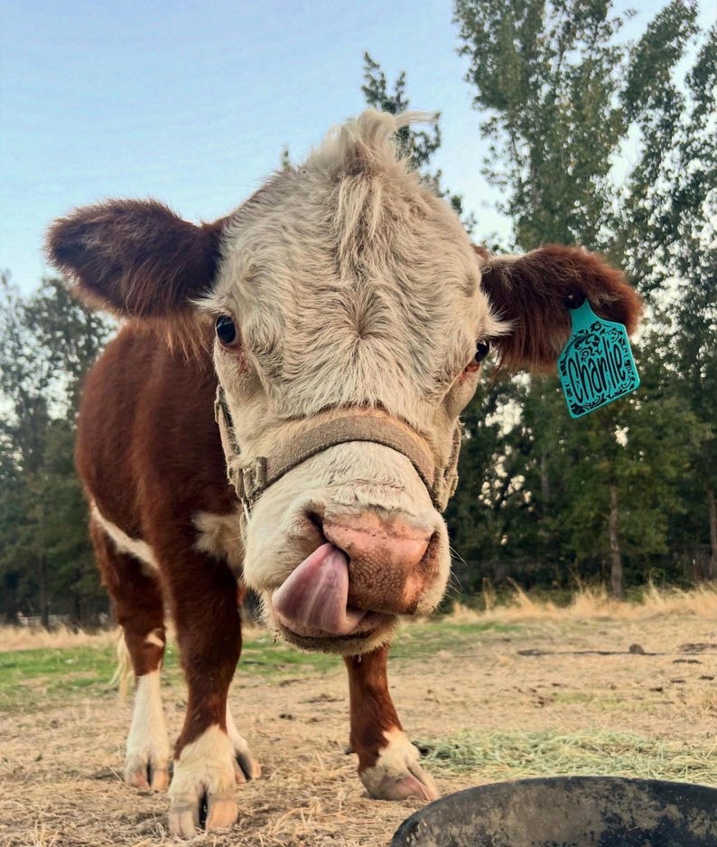 May include: A brown and white calf with a tan halter and a turquoise ear tag featuring the name Charlie in black script. The calf has a textured coat, dark eyes, and is sticking its tongue out toward the camera while standing in a field.