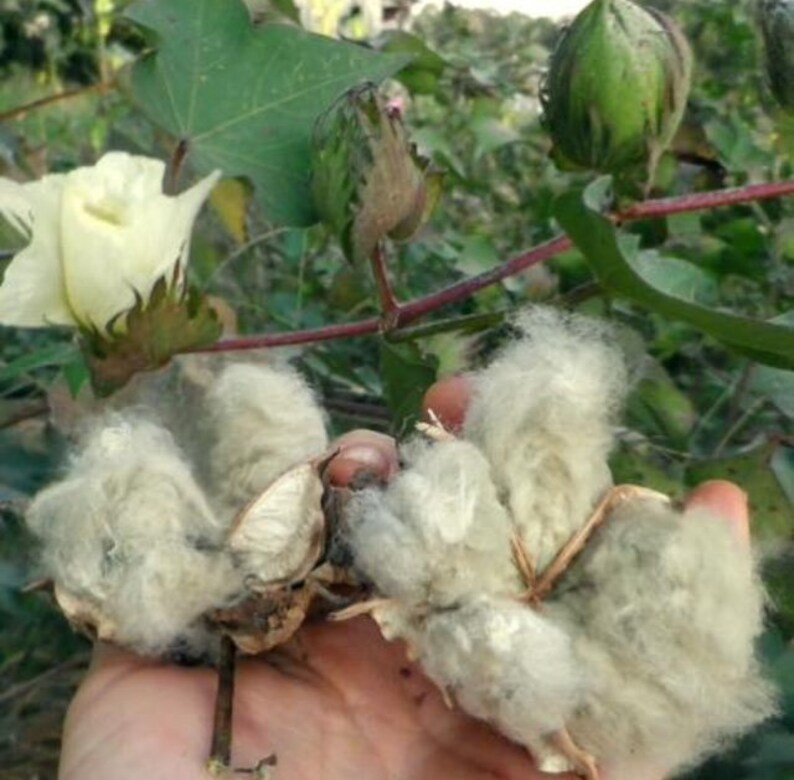 Cotton Seeds Heirloom Arkansas Green Lint 13 seeds per Etsy