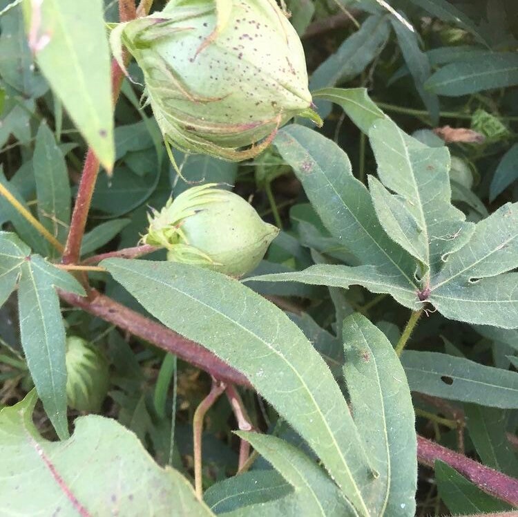 Arkansas Green Lint Heirloom Cotton seeds 13 seeds per Etsy