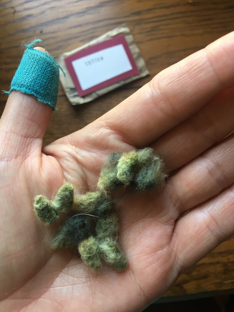 Cotton Seeds Heirloom Arkansas Green Lint 13 seeds per Etsy