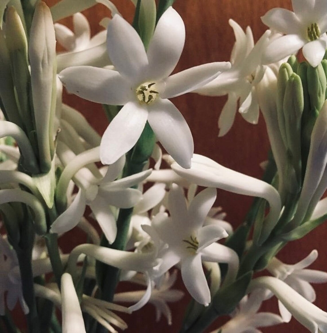 Tuberose bulbs Mexican Tuberose 3 pack Etsy