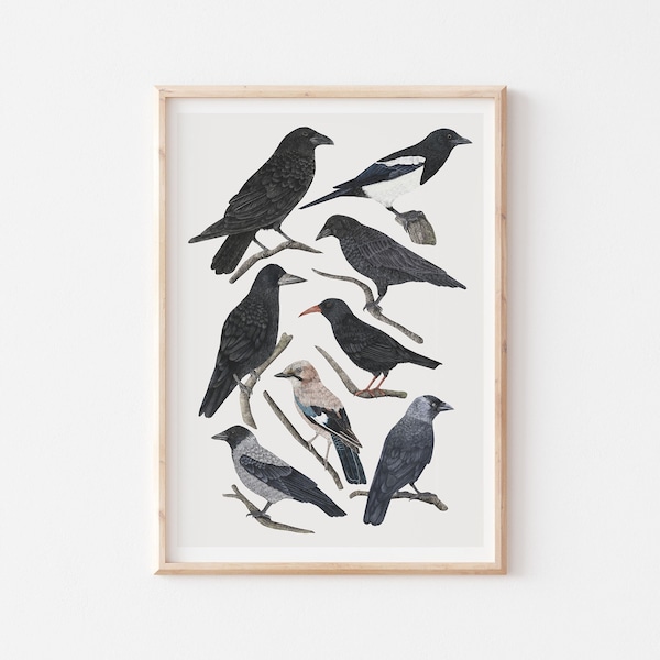 Corvids Print: British Garden Birds Illustration, Types of Crows, Raven, Jackdaw, Nature Gift, Gift for Mum, Gift for Dad, Bird Illustration
