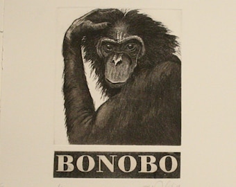 Bonobo - Etching and Aquatint with hand etched nameplate by D.R Wakefield