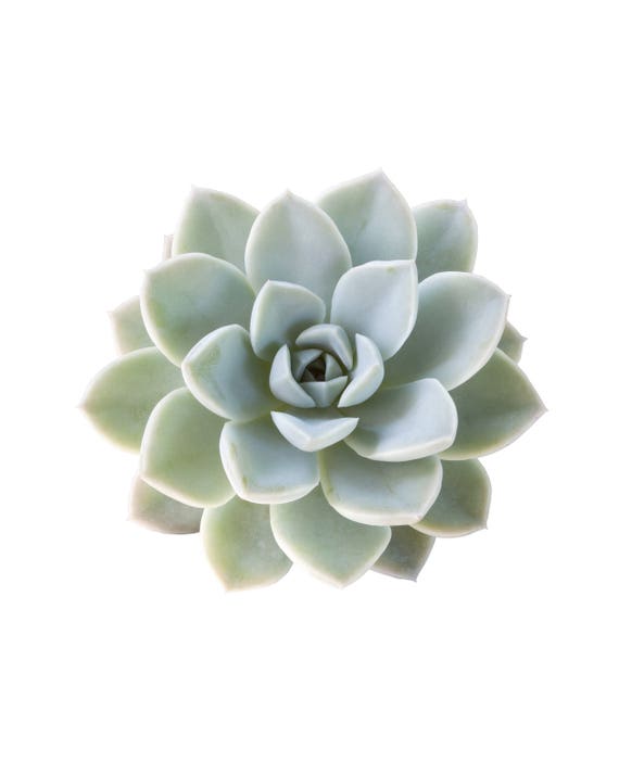 Download Art Prints Watercolor Succulent Succulent Print Cactus Svg Etsy