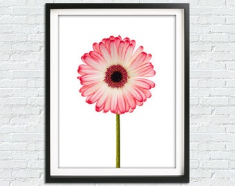 PRINT 9x12 Gerbera Eyes