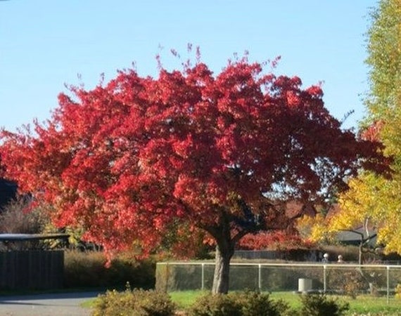Acer Ginnala RUBY SLIPPERS Amur Maple ORGANIC Seeds - Etsy