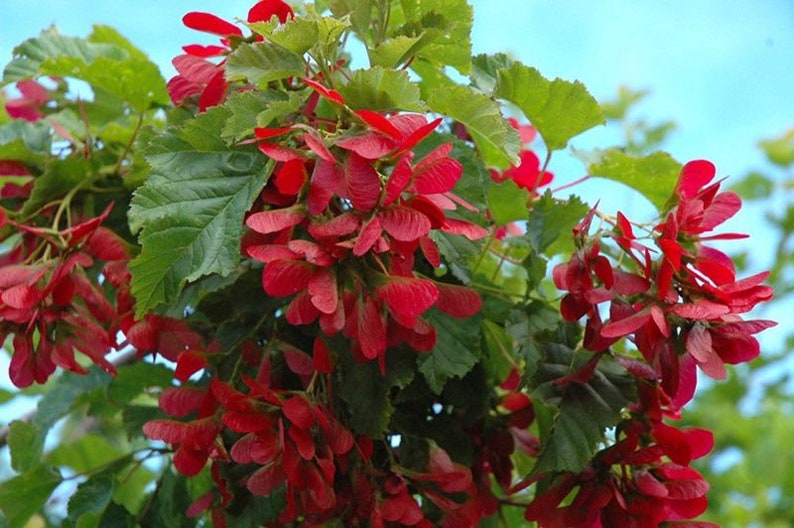Acer Ginnala RUBY SLIPPERS Amur Maple ORGANIC Seeds - Etsy