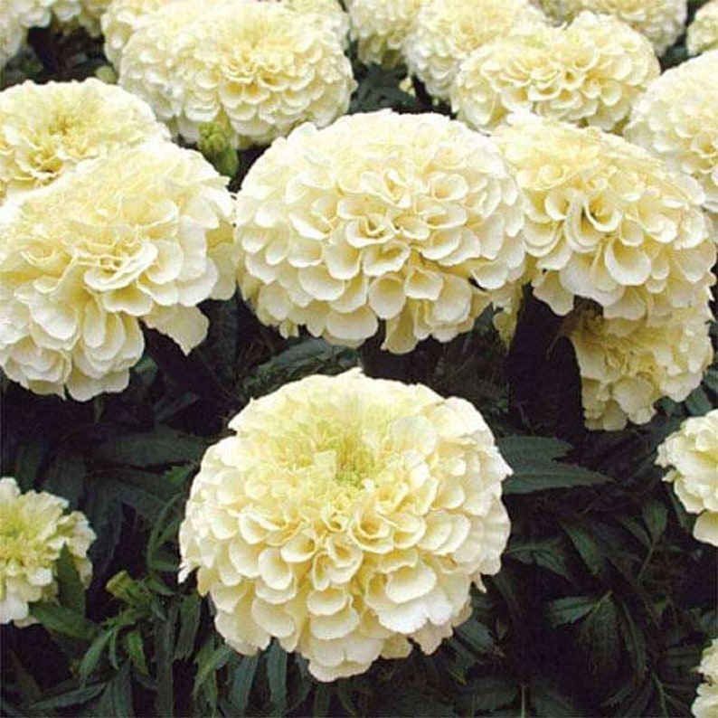 MARIGOLD 'ESKIMO' Fully DOUBLE Creamy White Very Hardy Etsy