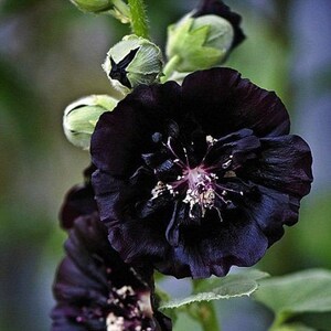 Heirloom JET BLACK HOLLYHOCK Organic Seeds Packet of 15